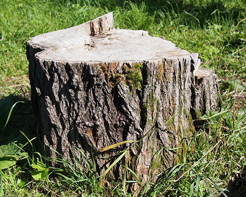 Stump Grinding